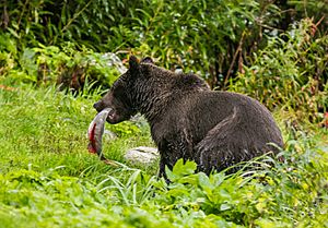 Archivo:Oso pardo (Ursus arctos), Parque Estatal de Recreo del Lago Chilkoot, Haines, Alaska, Estados Unidos, 2017-08-26, DD 03