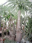 Pachypodium lamerei - Buffalo and Erie County Botanical Gardens - 1-10 - IMG 3567