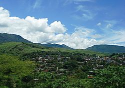 Palo Blanco en Chilpancingo de los Bravo, México.JPG