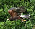 Parabuteo unicinctus flight