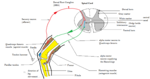 Archivo:Patellar tendon reflex arc
