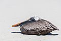 Pelícano pardo de las Galápagos (Pelecanus occidentalis urinator), Bahía Tortuga, isla Santa Cruz, islas Galápagos, Ecuador, 2015-07-26, DD 34