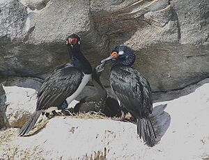 Archivo:Phalacrocorax magellanicus - Magellan Cormorant 01