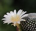 Rebutia krainziana v.albiflora (6985919600)