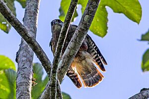 Archivo:Ridgway's Hawk (Buteo ridgwayi) (8082826285)