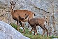 Rupicapra