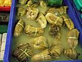 Sayur asin pickles
