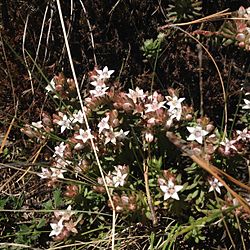 Sedum goldmanii - Iztaccíhuatl.jpg