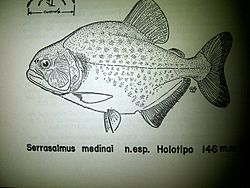 Serrasalmus medinai.jpg
