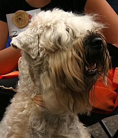 Archivo:Soft-coated wheaten terrier b77
