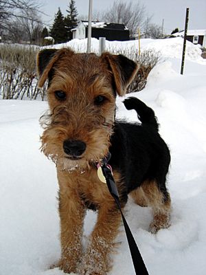 Archivo:Sophie the Welsh Terrier