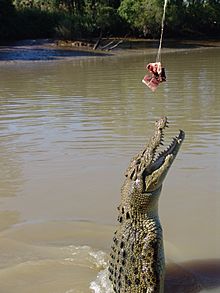 Archivo:Springende Krokodile im Adelaide River Mike Krüger 070509 1