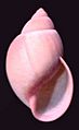 Strophocheilus oblongus 004