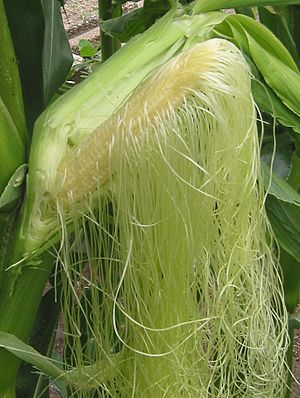 Archivo:Suikermais bloeiende kolf Zea mays