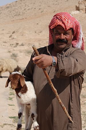 Archivo:Syrian Bedouin Shepherd
