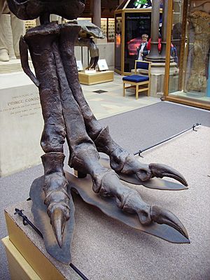 Archivo:T. rex right hind foot (lat)