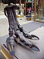 T. rex right hind foot (lat)