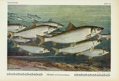 Unsere Süßwasserfische (Tafel 22) (6102600475).jpg