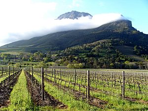 Archivo:Vignes palissées à Stellenbosch