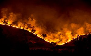 Archivo:Woolsey Fire - tree ridge in flames 20181119-PB-008