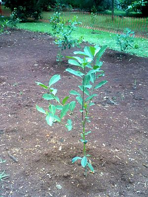 Archivo:Yerba Mate en Jardín Botánico