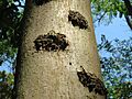 20160902Fraxinus excelsior2