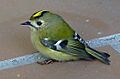 A.Regulus regulus