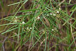 Acacia acrionastes.jpg