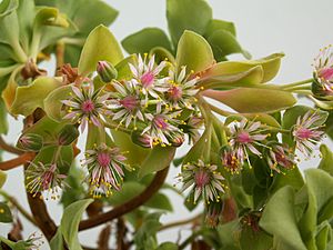 Aeonium goochiae PICT1968.jpg