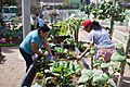 Agricultoras en una parcela del Biohuerto Ayllu 21
