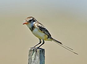 Alectrurus risora - Strange-tailed tyrant (female) 01.jpg