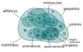 Amino Acids Venn Diagram (es)