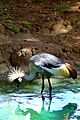 Balearica pavonina 2