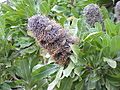 Banksia serrata0