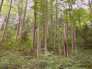 Archivo:Beech forest in Poloniny NP