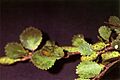 Betula glandulosa NRCS-1