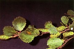 Archivo:Betula glandulosa NRCS-1