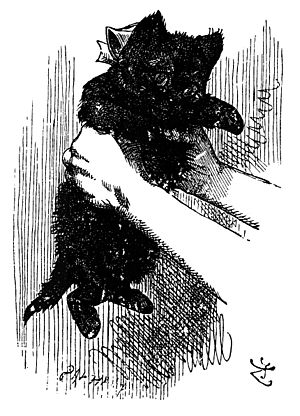 Archivo:Black kitten