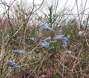 Archivo:Blue shreds of plastic adorning hedge - geograph.org.uk - 1117058