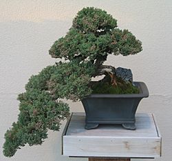 Archivo:Bonsai Juniperus procumbens