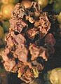 Botrytisgrape