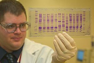 Archivo:CBP chemist reads a DNA profile