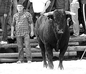 Archivo:CORRIDA TOROS.LA PEZA.GRANADA