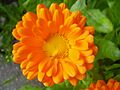 Calendula officinalis 0.0 R