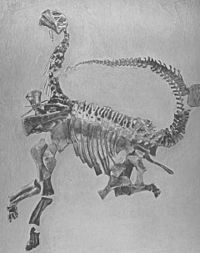 Archivo:Camarasaurus