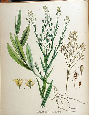 Archivo:Camelina sativa — Flora Batava — Volume v18