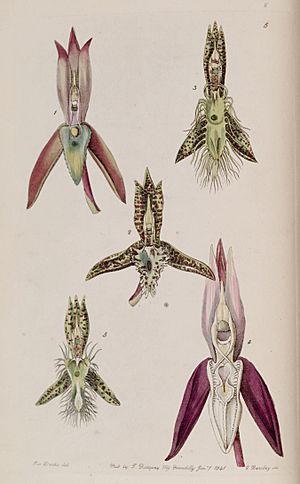 Archivo:Catasetum callosum - cristatum (as cornutum) - barbatum - laminatum - lanciferum - Edwards vol 27 (NS 4) pl 5 (1841)