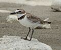 Charadrius wilsonia 070430 GWADA