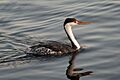 Clark's grebe2
