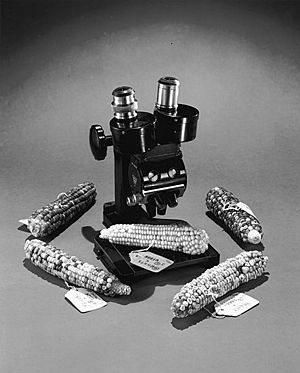 Archivo:Corn and microscope